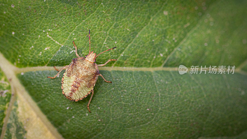 褐虫(Euschistus servus euschistoides)幼虫，褐蝽幼虫。